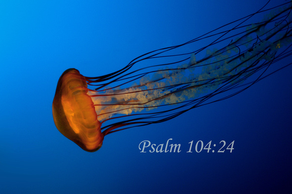 Psalm 104 24 Jellyfish - M